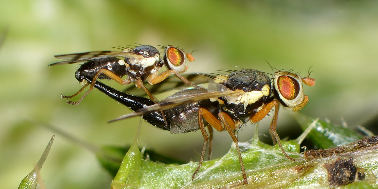 Tephritidae: Urophora stylata?  S !